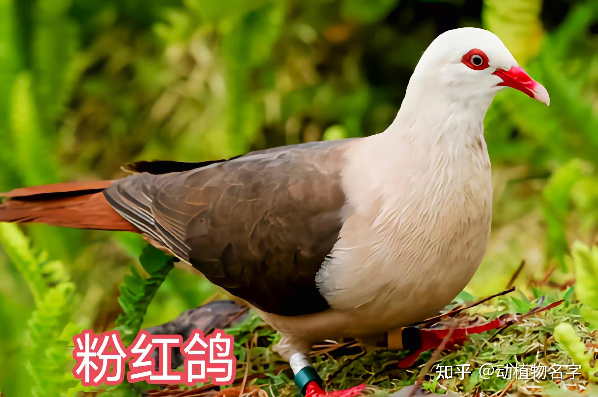 99图带你走进鸠鸽科鸟类的世界 - 知乎