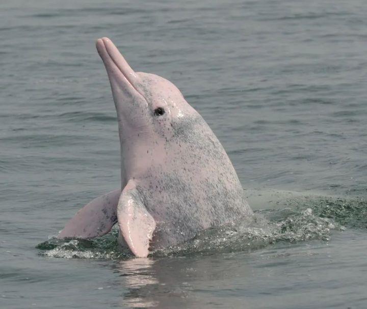 一头迷路的"白色大鱼"背后的故事