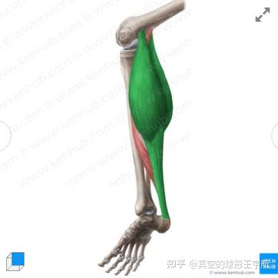 腓肠肌在跑步中的双关节机制 - 知乎