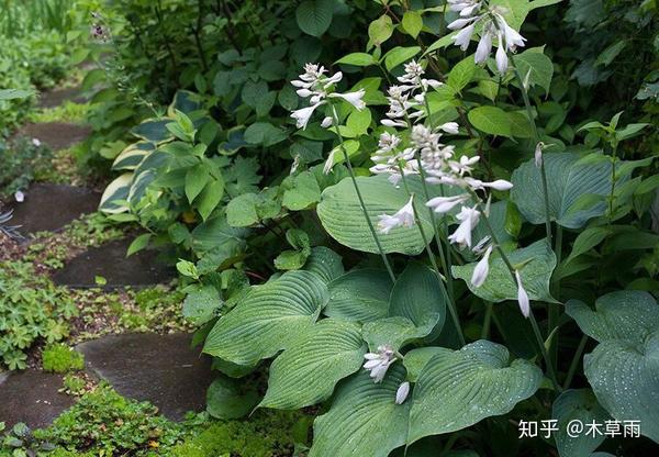 玉簪丨树荫下的一场仲夏夜之梦 - 知乎