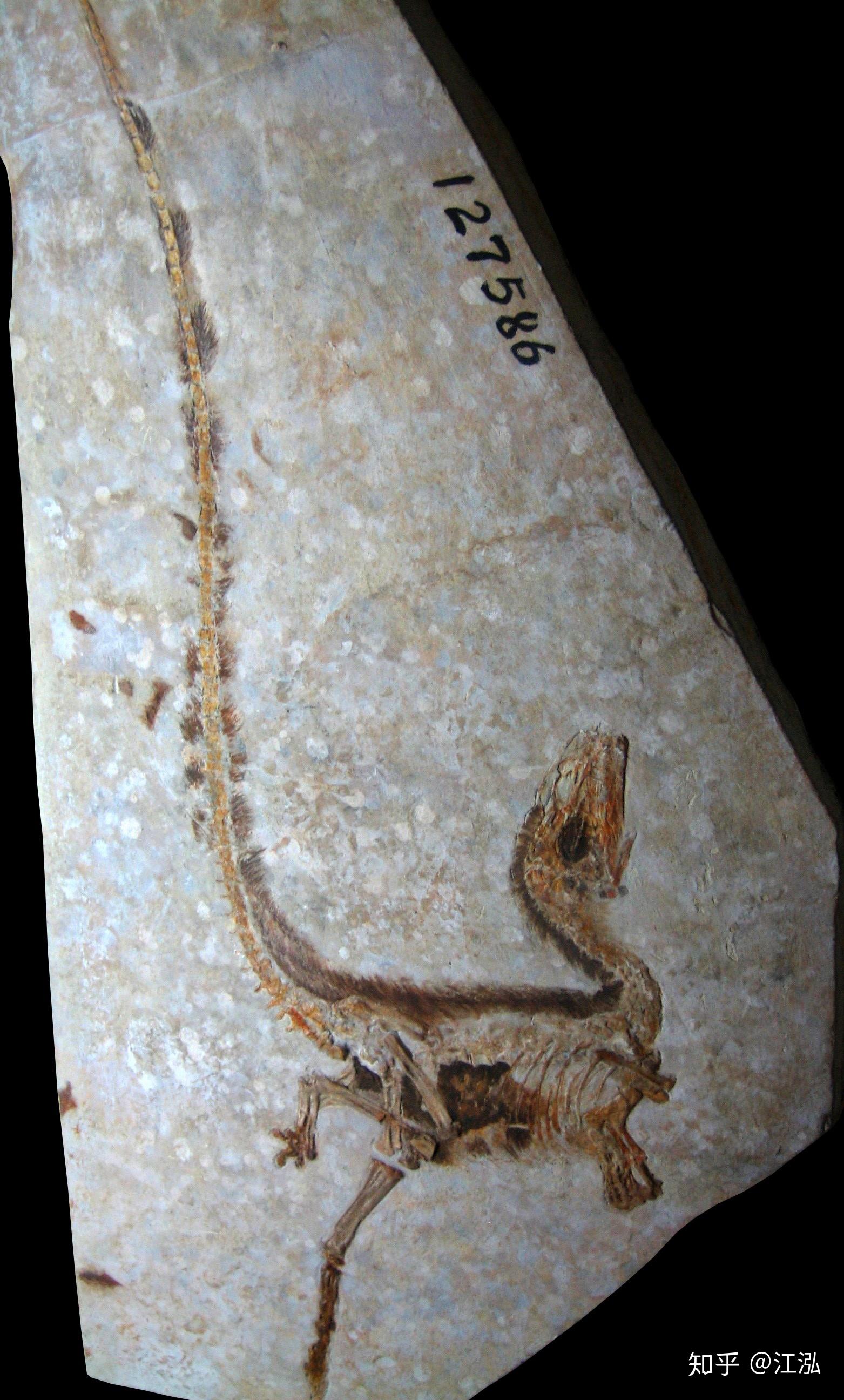 恐龙琥珀化石复活图片