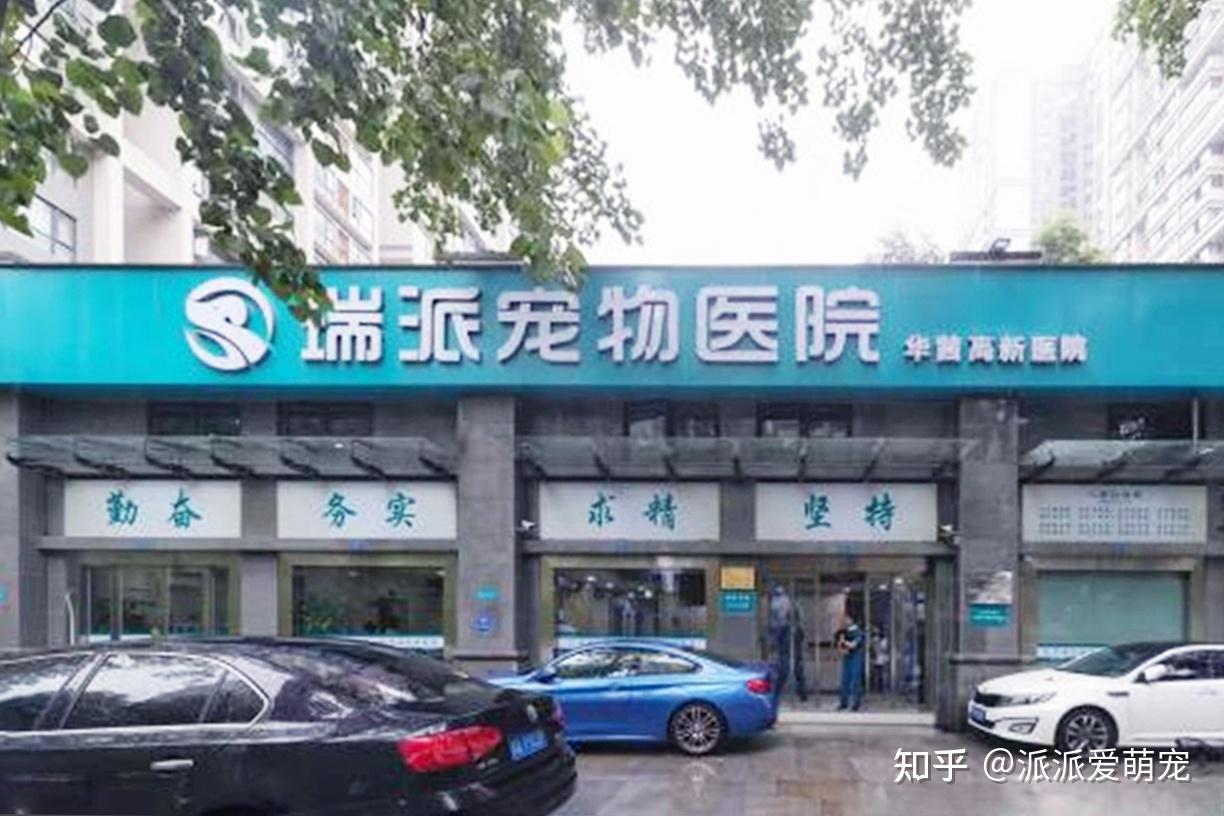 瑞派宠物医生：毫米级显微手术攻坚疑难眼疾，重启宠物新视界 - 知乎