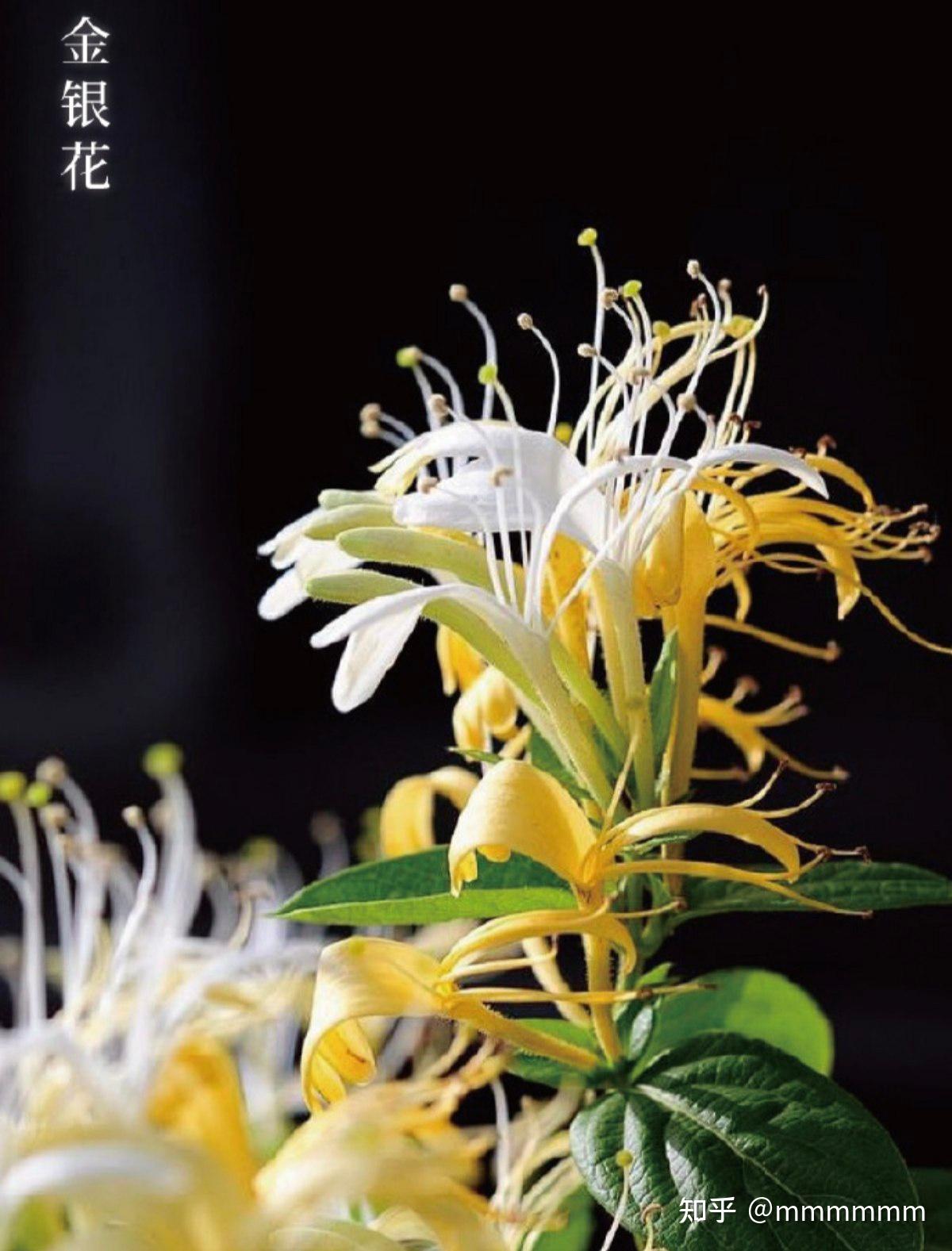 🌼每天认识一味中药