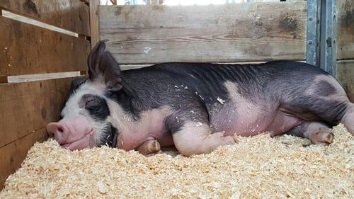 好吃懒做的猪凭什么遍布全球