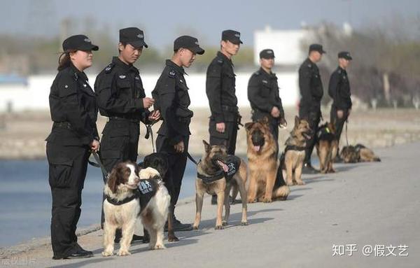 狗狗当 警犬 需要满足的5个条件 缺一不可 知乎