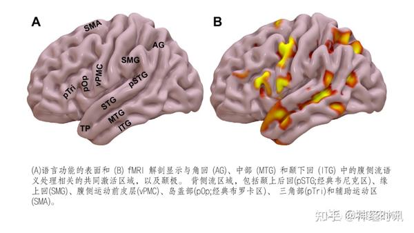 脑功能成像解剖 — 知识分享 - 知乎