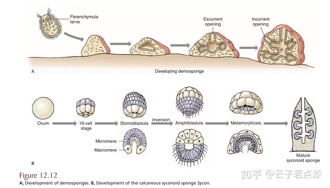 胚层逆转图片