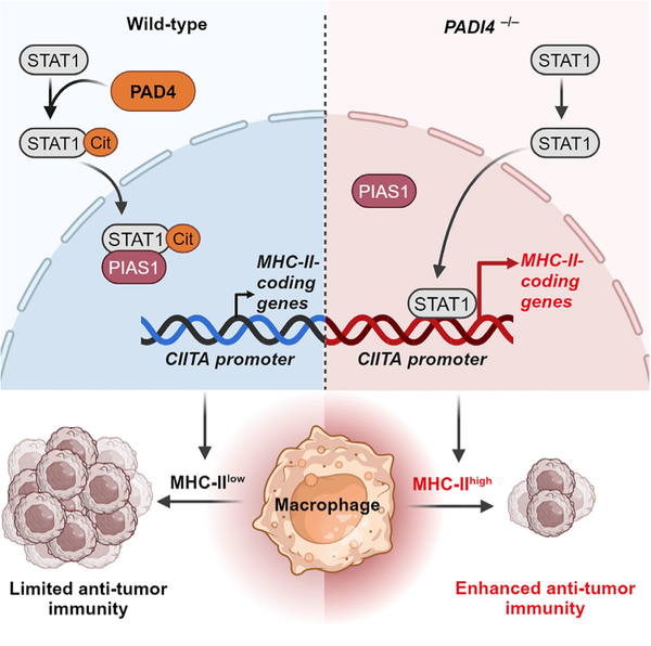 Cell Reports丨PAD4 通过抑制巨噬细胞中的 MHC II 类机制控制肿瘤免疫力 - 知乎