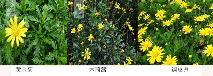 被那些小黄花整晕的一天 黄金菊 木春菊 茼蒿菊真的把我认晕了 知乎