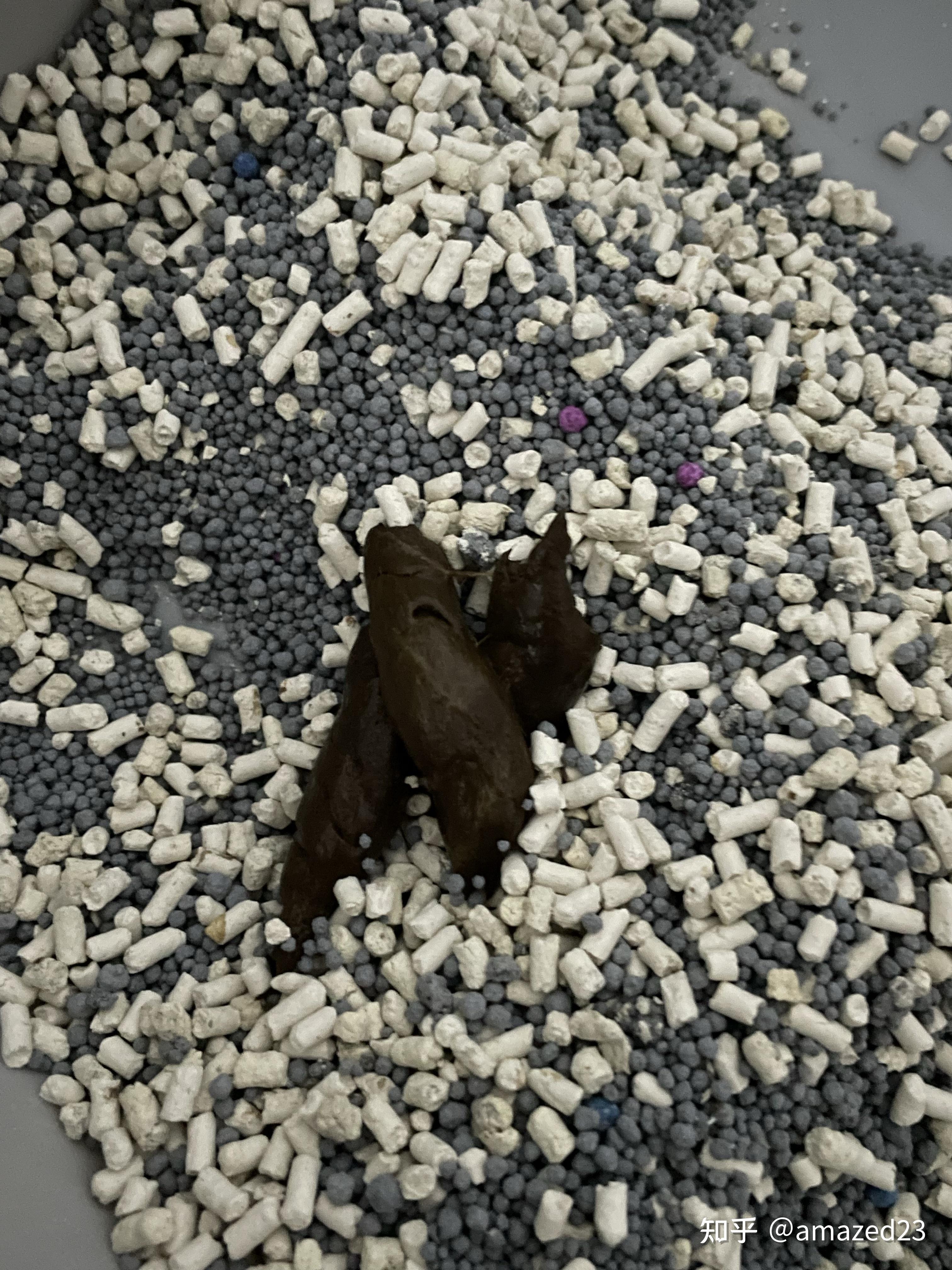 养猫新手请问下大家这是正常的猫屎吗