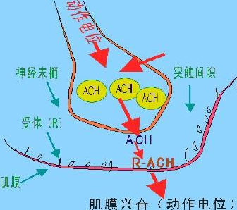 关于胆碱(Choline)在运动补剂中的作用与效果 - 知乎