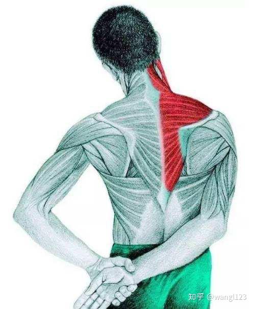 长期用电脑伏案工作,肩颈痛,如何治疗和保养?