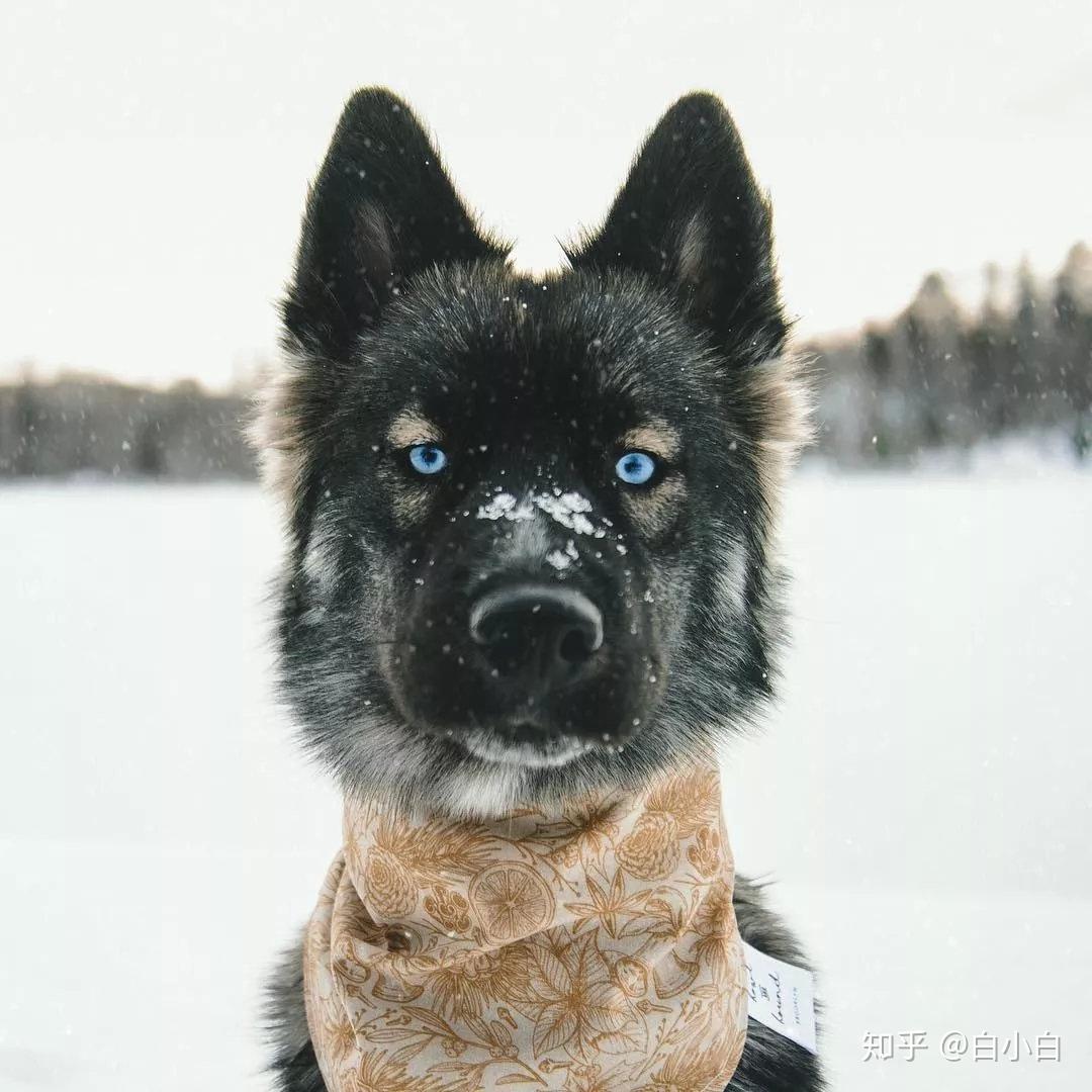 你见过哪些特别漂亮可爱的混血狗狗？ - 知乎