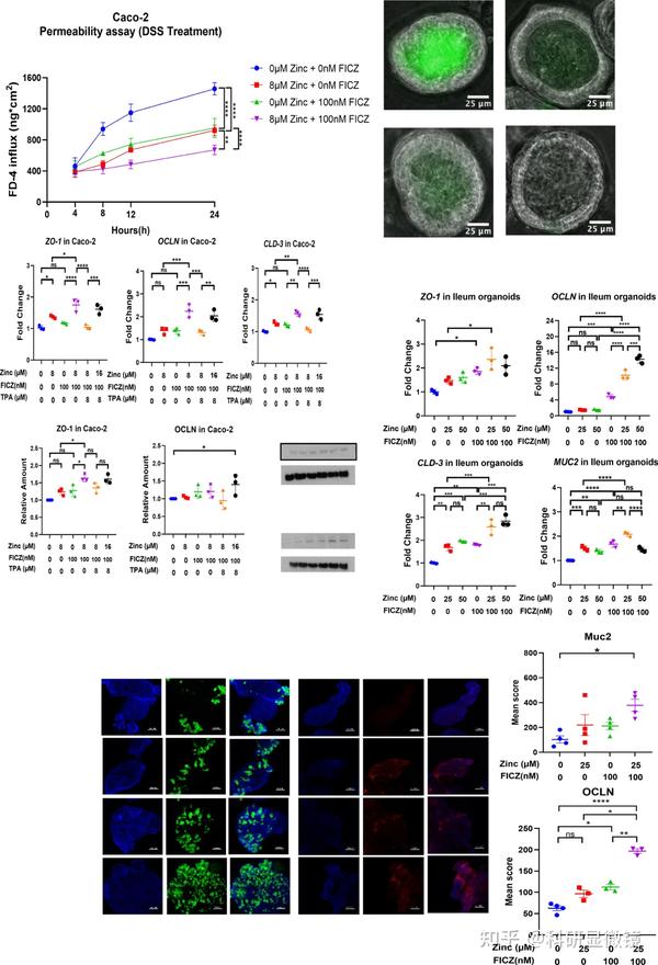经典实验模型+类器官+基因敲除鼠，看这篇16+Nature子刊将经典实验玩出新花样！ - 知乎