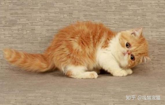 该给食欲不振的猫补点啥 知乎