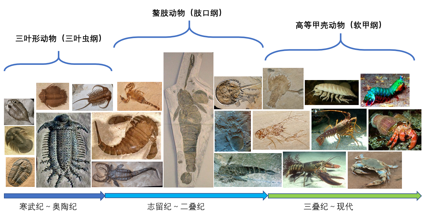 三叶虫进化图谱图片