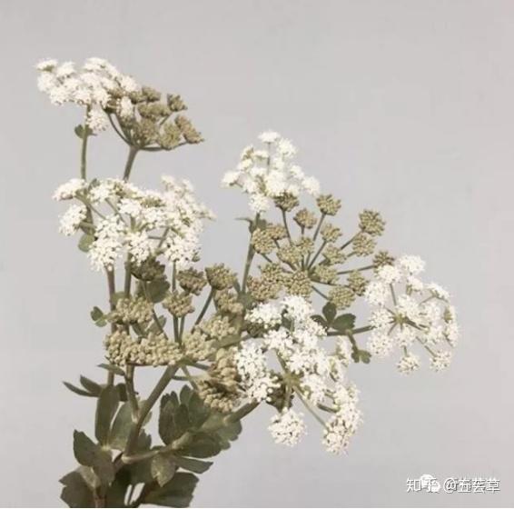 花束配材篇 教你打造独一无二的高颜值花束 一 知乎