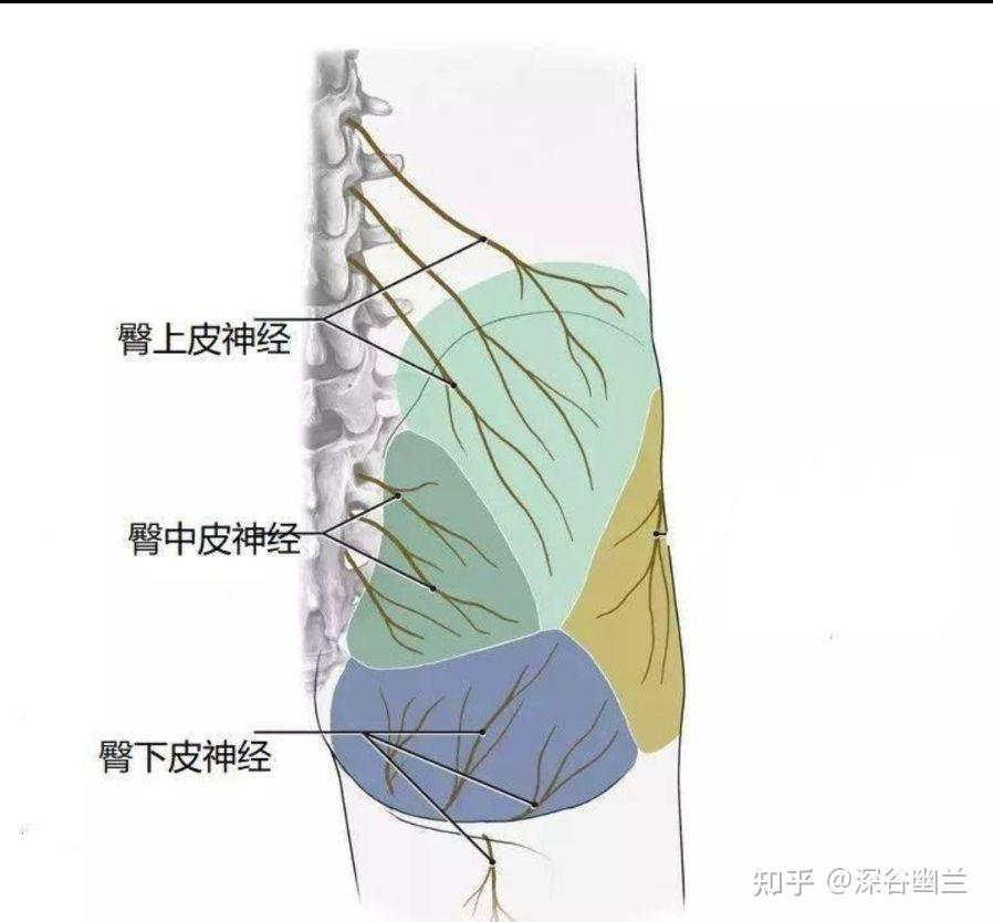 153,膀胱俞(pang guang shu)在骶部,当骶正中嵴旁15寸,平第二骶后孔