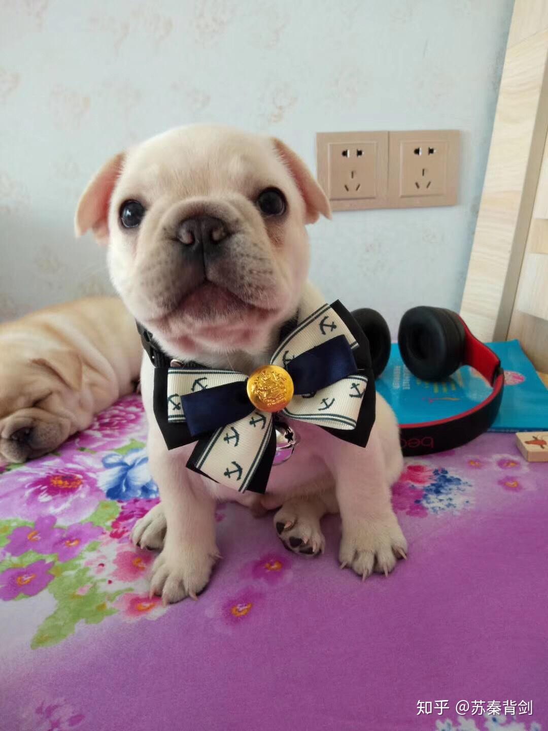 养狗新手求问,如何饲养教育法斗?