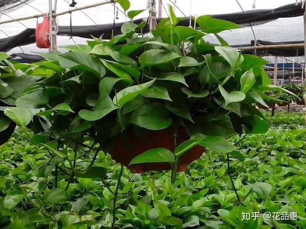 绿萝惊爆价83元