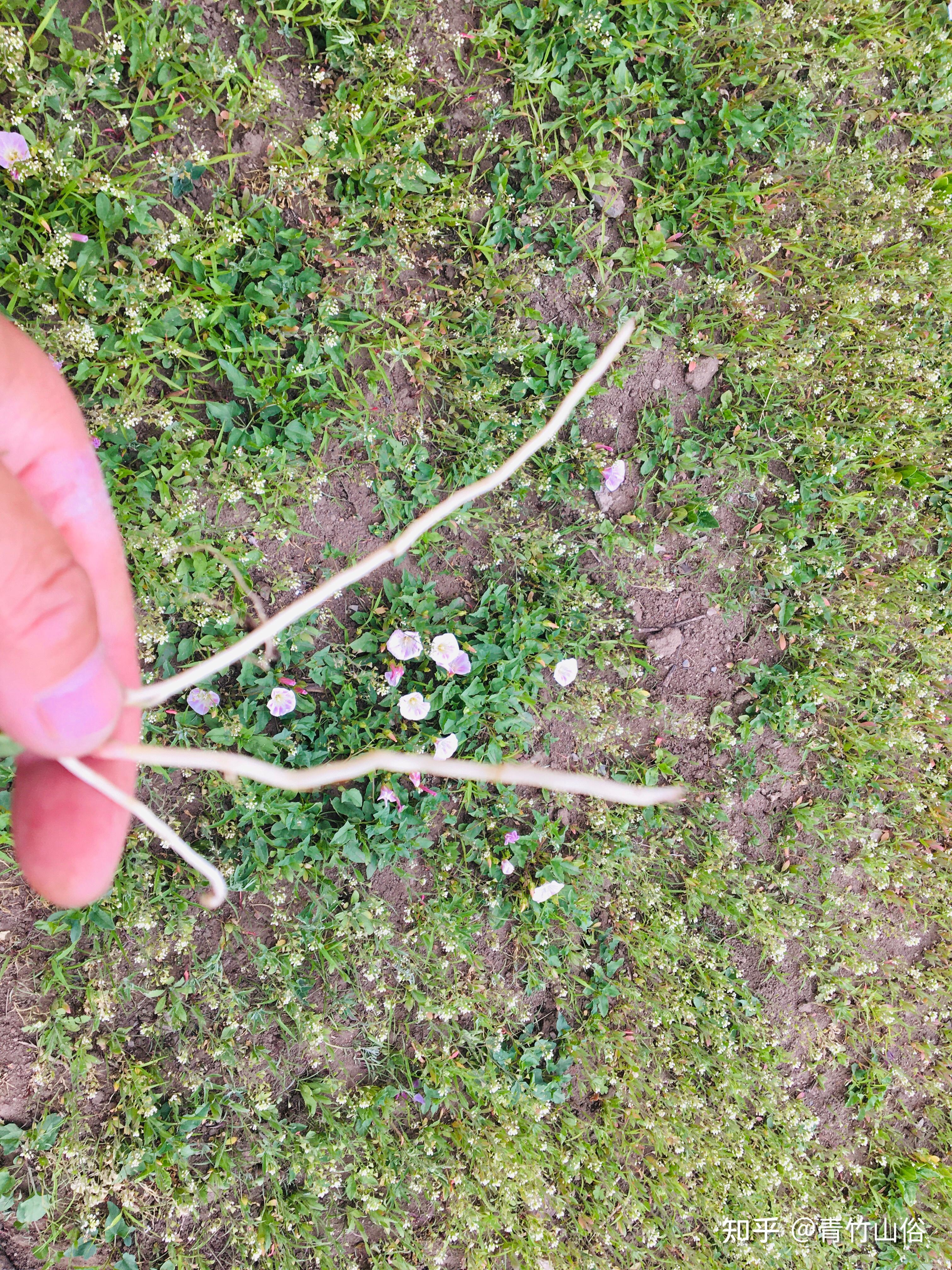 打碗花救命根 - 知乎