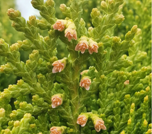 三星堆2号神树是《山海经》中的"若木"