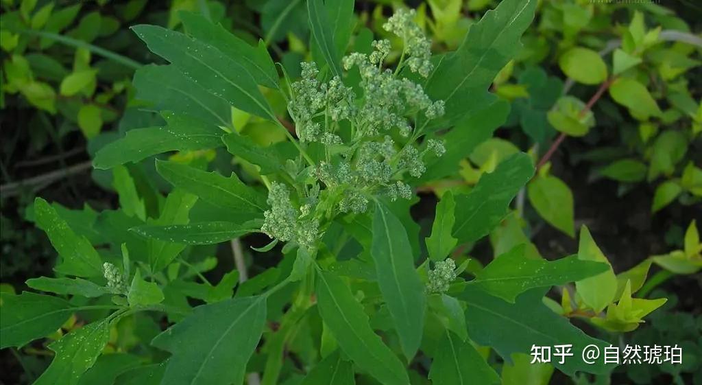 别名:落藜,胭脂菜,灰藜,灰蓼头草,灰菜,灰条菜,一年生草本.△藜