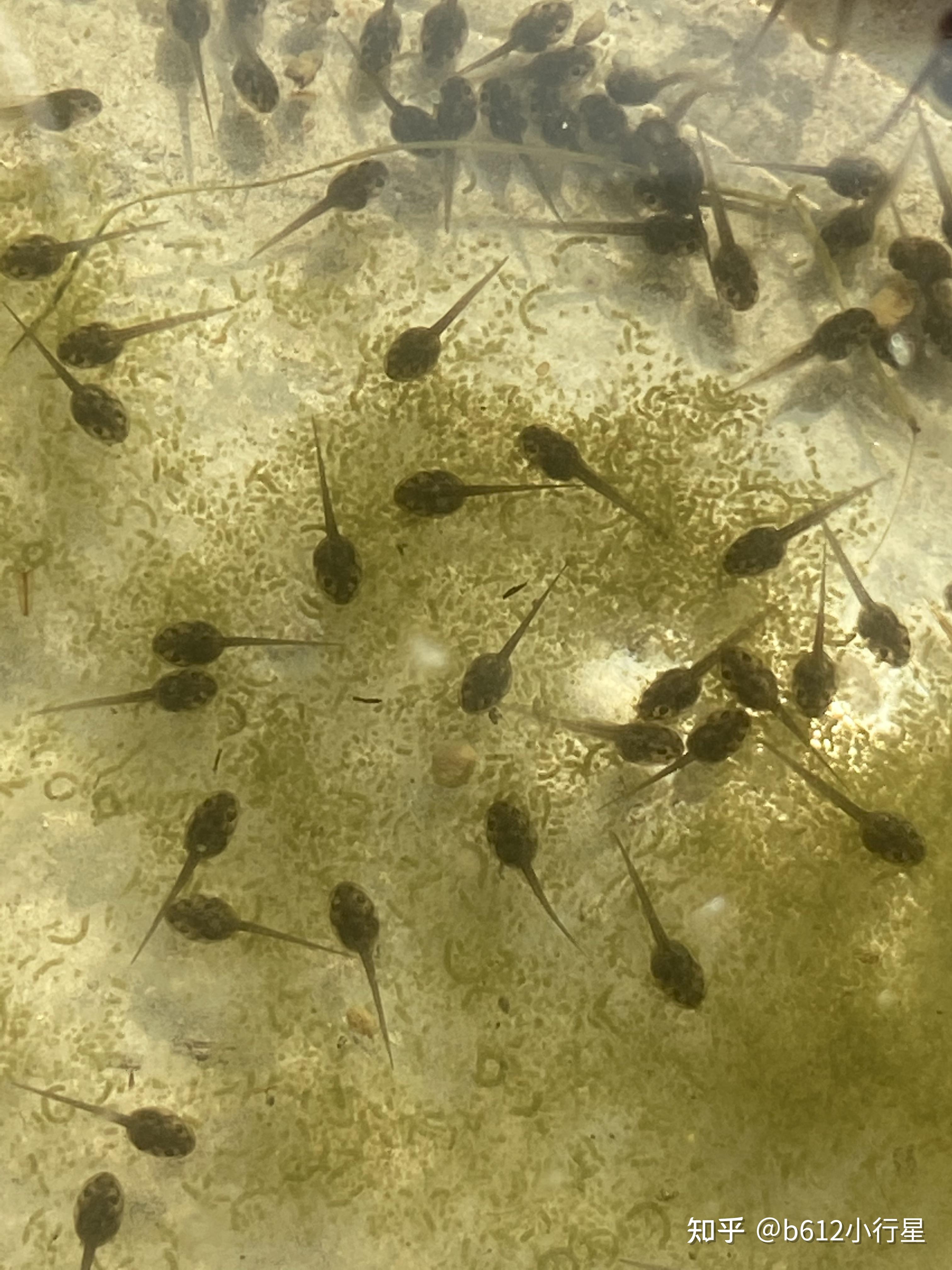 记录青蛙卵孵化和小蝌蚪生长过程