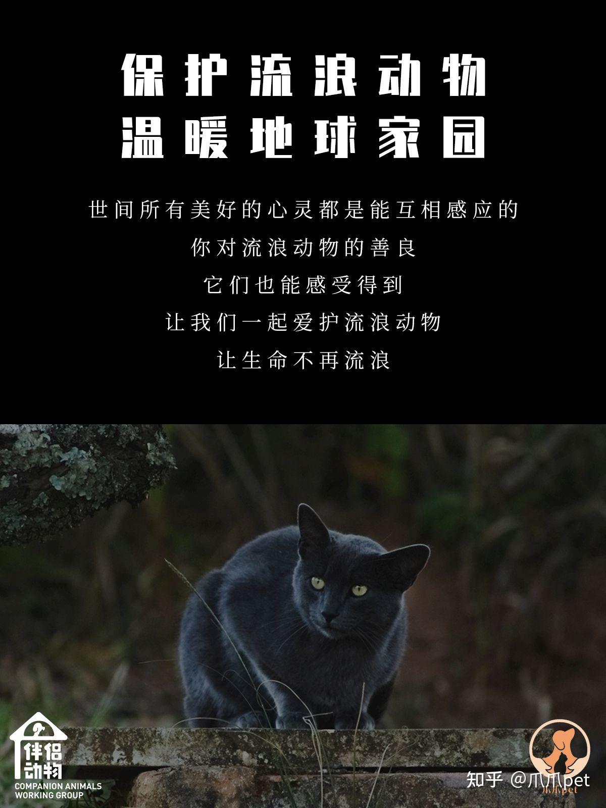 保护流浪动物温暖地球家园