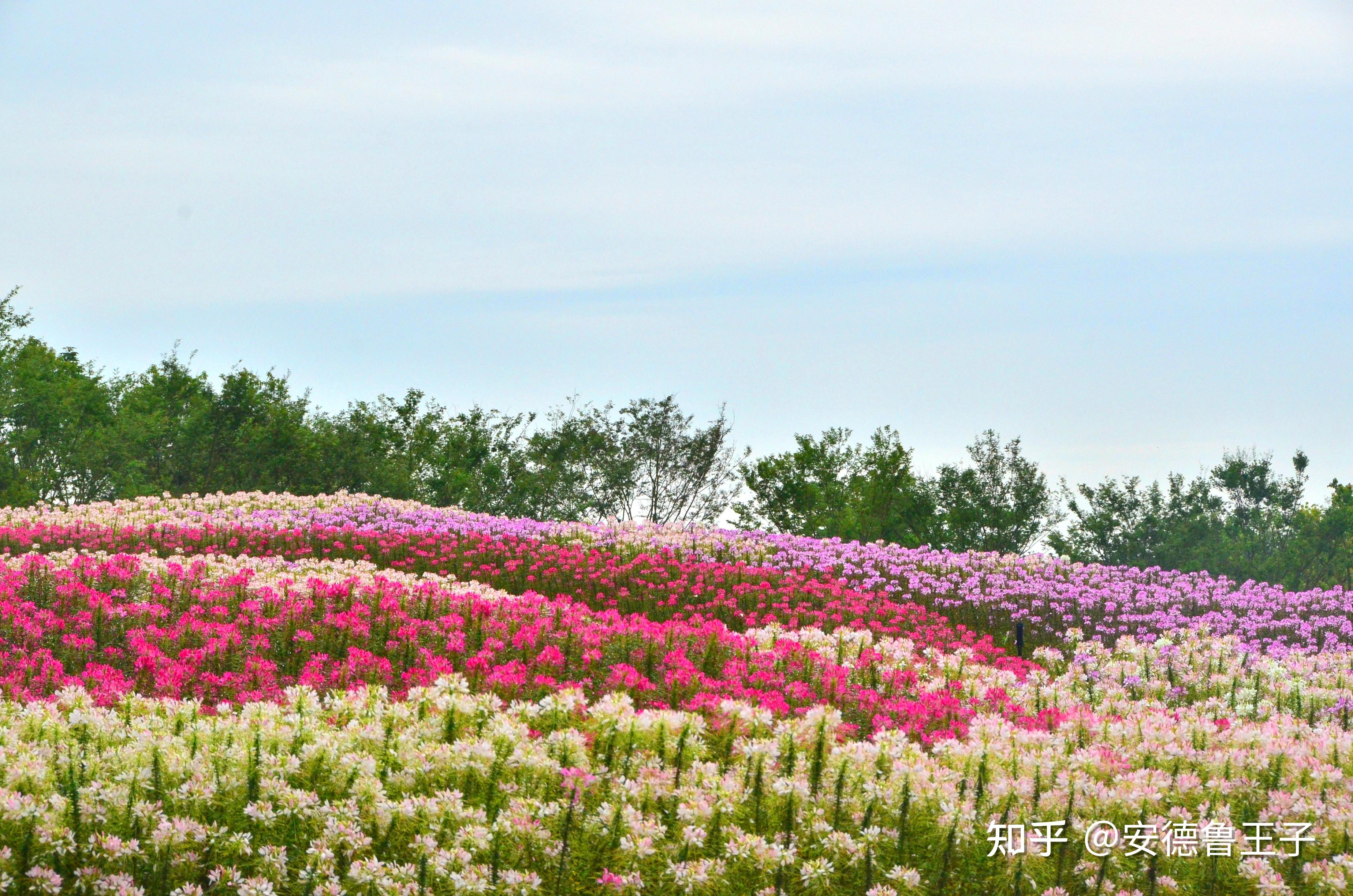 大王的摄影世界 邂逅崇明花博会(一)