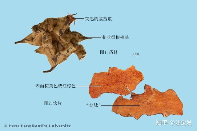 中药学——菝葜——祛风利湿;解毒消痈。主风湿痹痛;淋浊;带下;泄泻;痢疾;痈肿疮毒;顽癣;烧烫伤;解毒,驱风,疮科要药,有发汗,驱风,利尿及治 ...