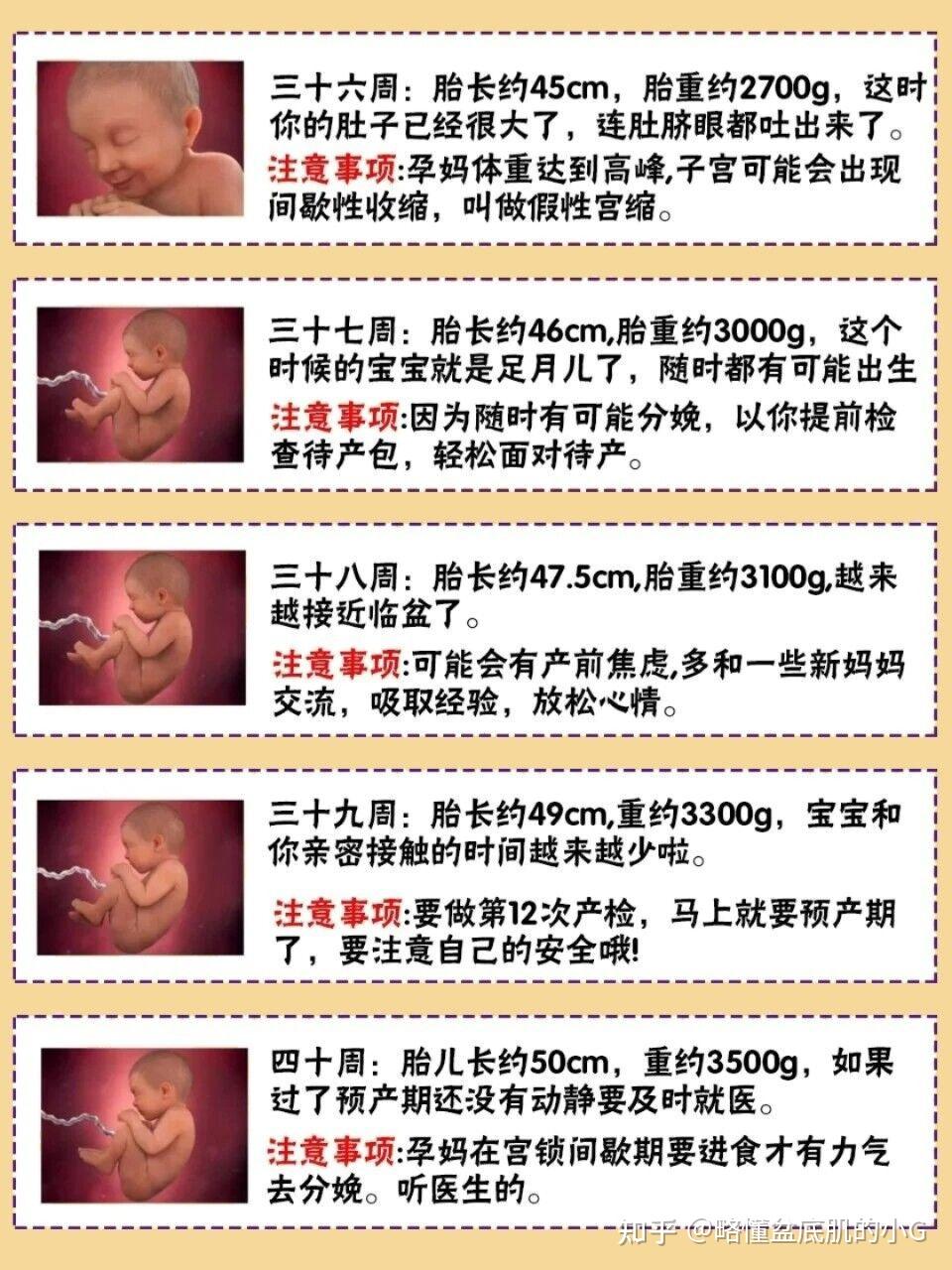 诚至金开 最新孕周胎儿大小对照表春回大地