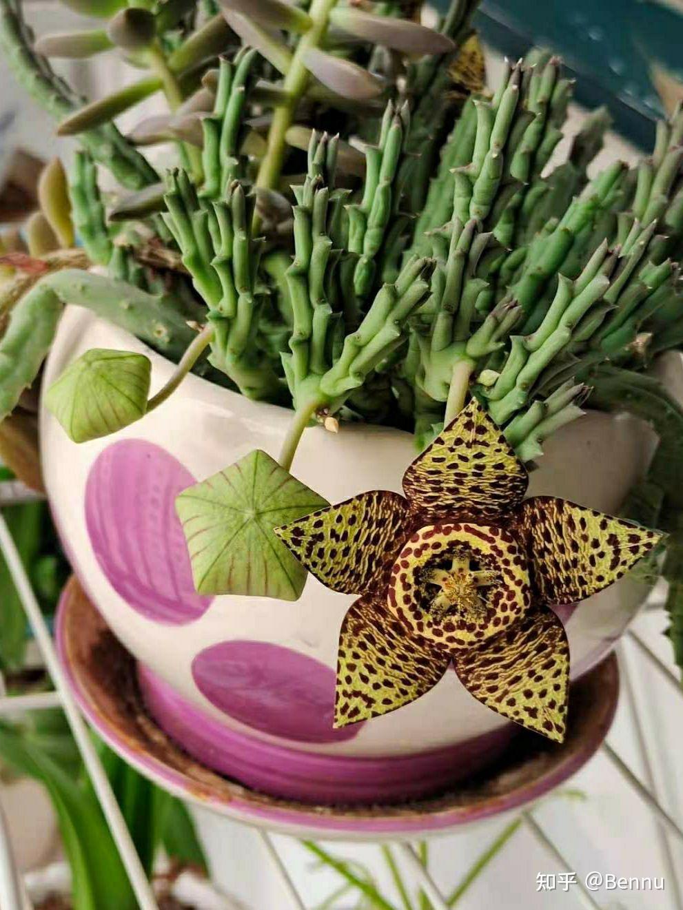 植物萝藦科豹皮花属豹皮花orbeapulchella