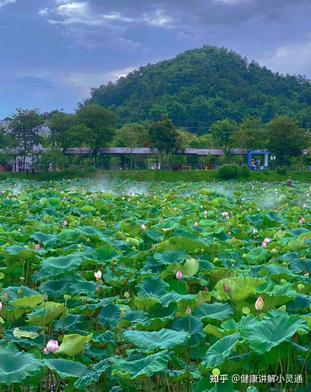 花都—红山村 - 知乎