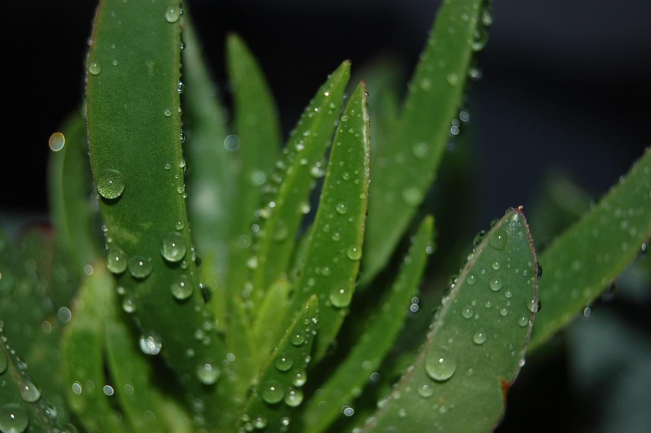 芦荟怎么养殖方法