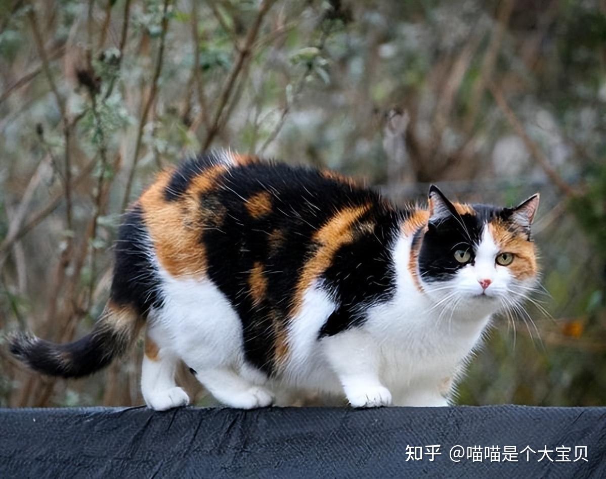 养猫就养“三花猫”，网友：不想换猫了 - 知乎