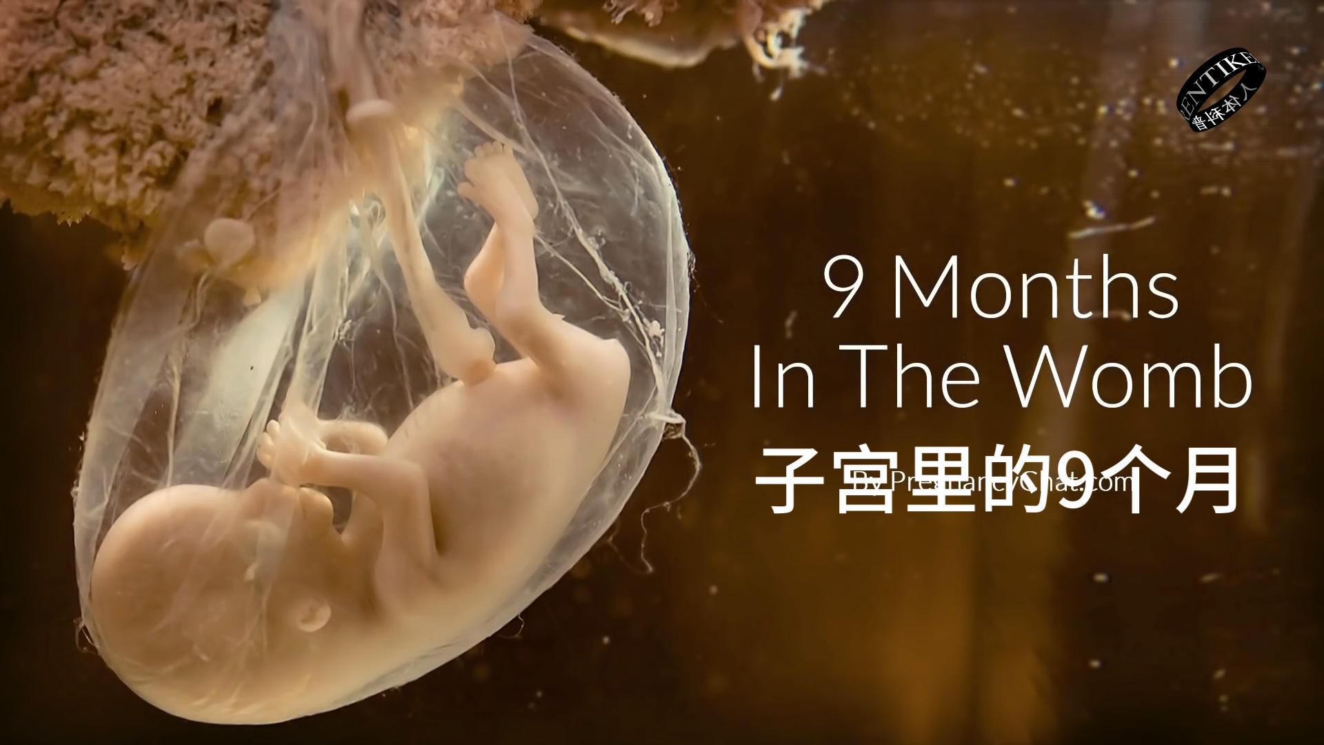 胎儿在子宫内发育的真实摄影