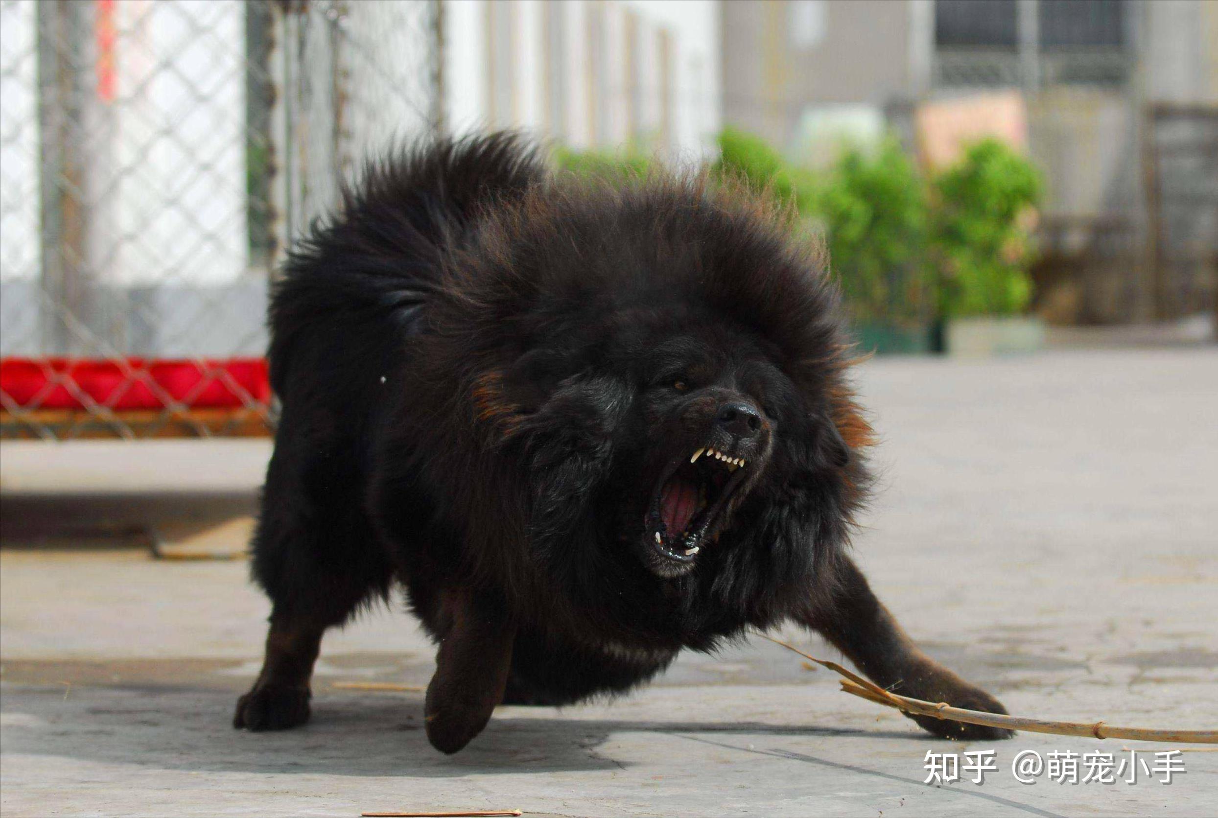 盘点被禁的4种大型犬被禁真相太惊人