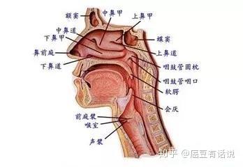 不得不知的咽喉癌早期症状 出现这五种异常 你就该引起重视了 知乎