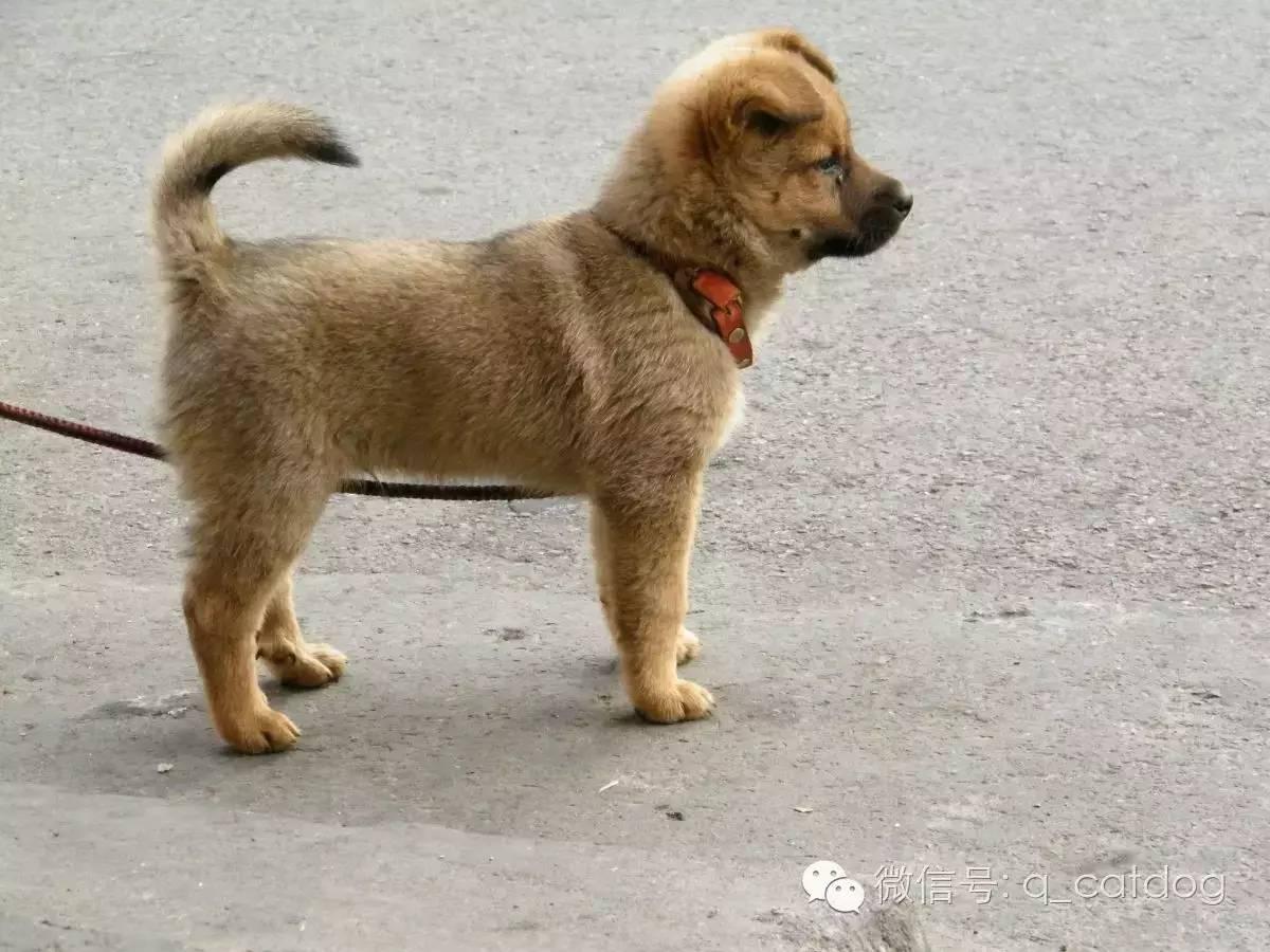 土狗低调因为它是最牛逼的存在!