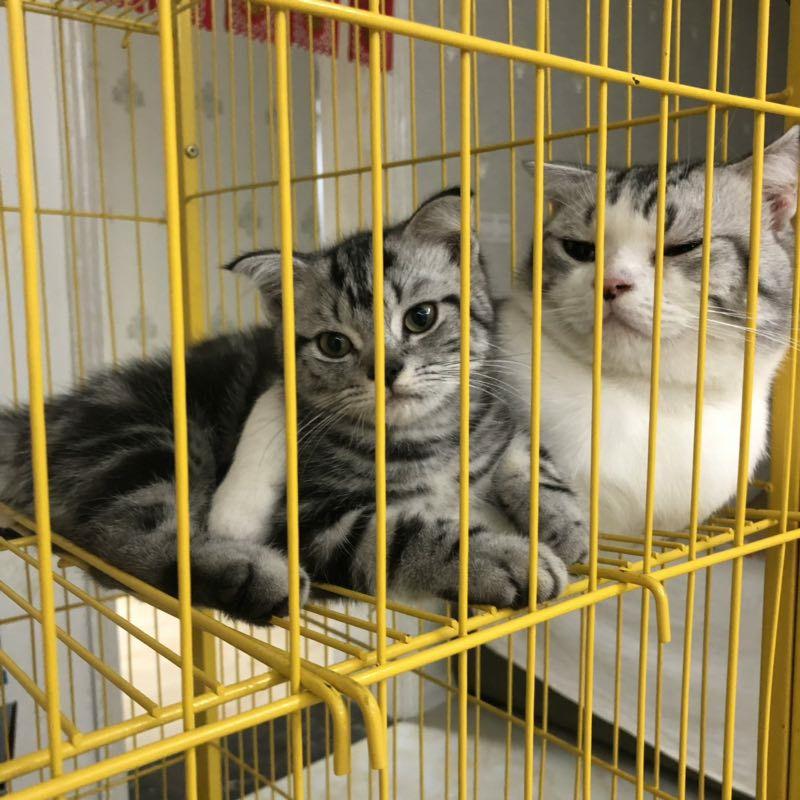 立耳猫多少钱 v2-b1e18aca3f218692f33e045bf9267c9c_r.jpg