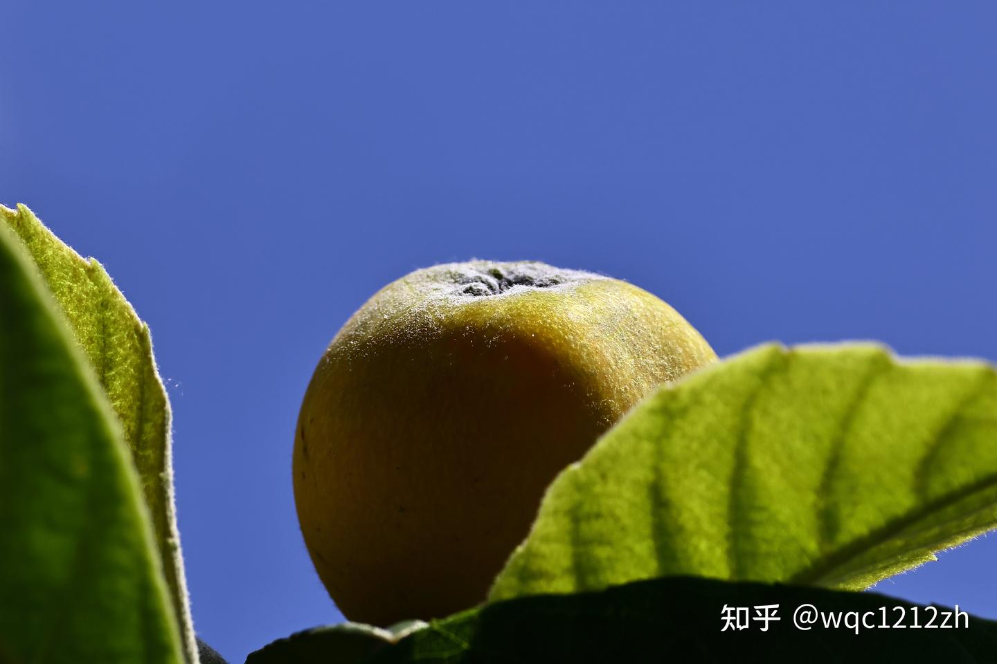 长是江南逢此日,满林烟雨熟枇杷——小满
