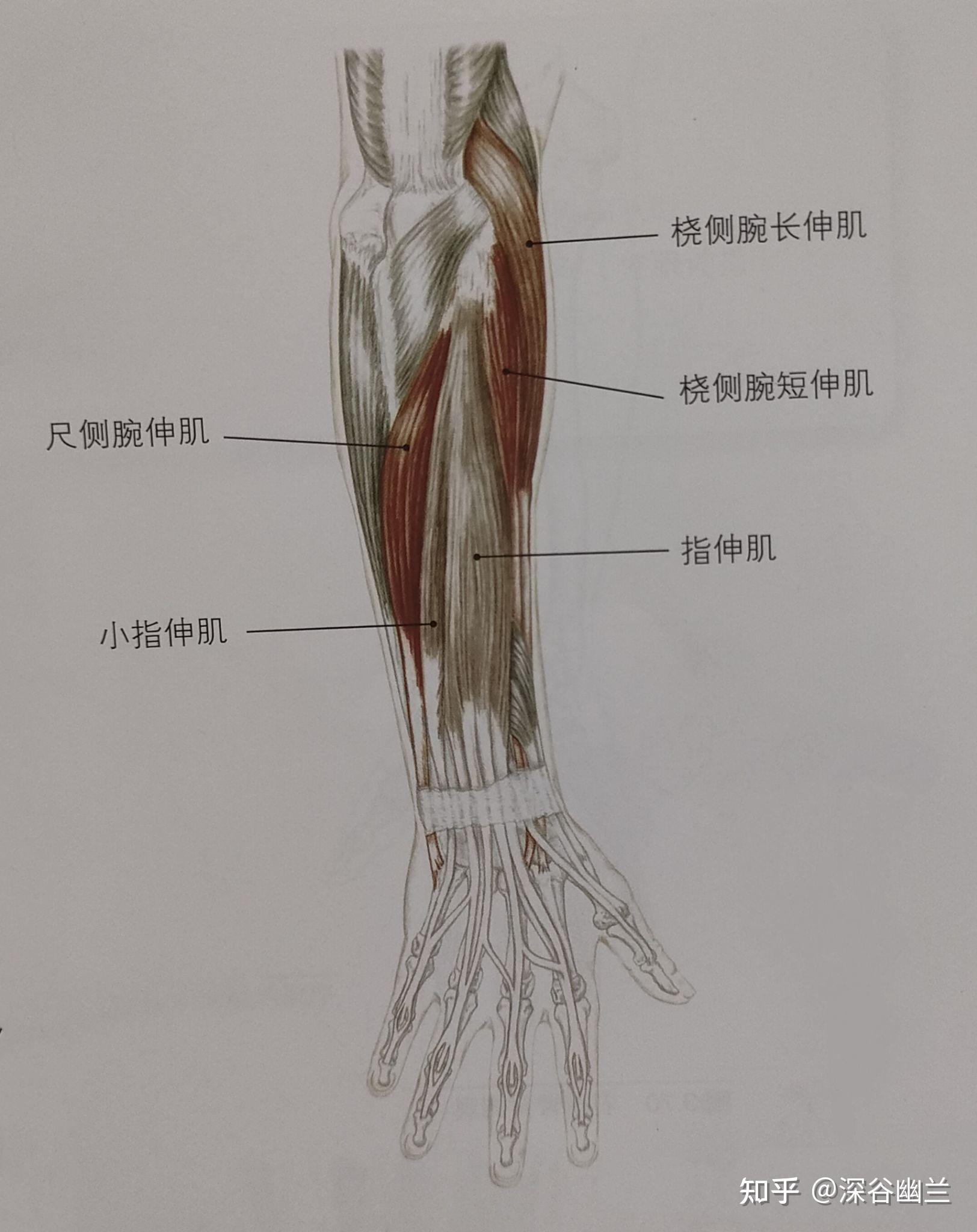 掰手腕用到的肌肉图解图片