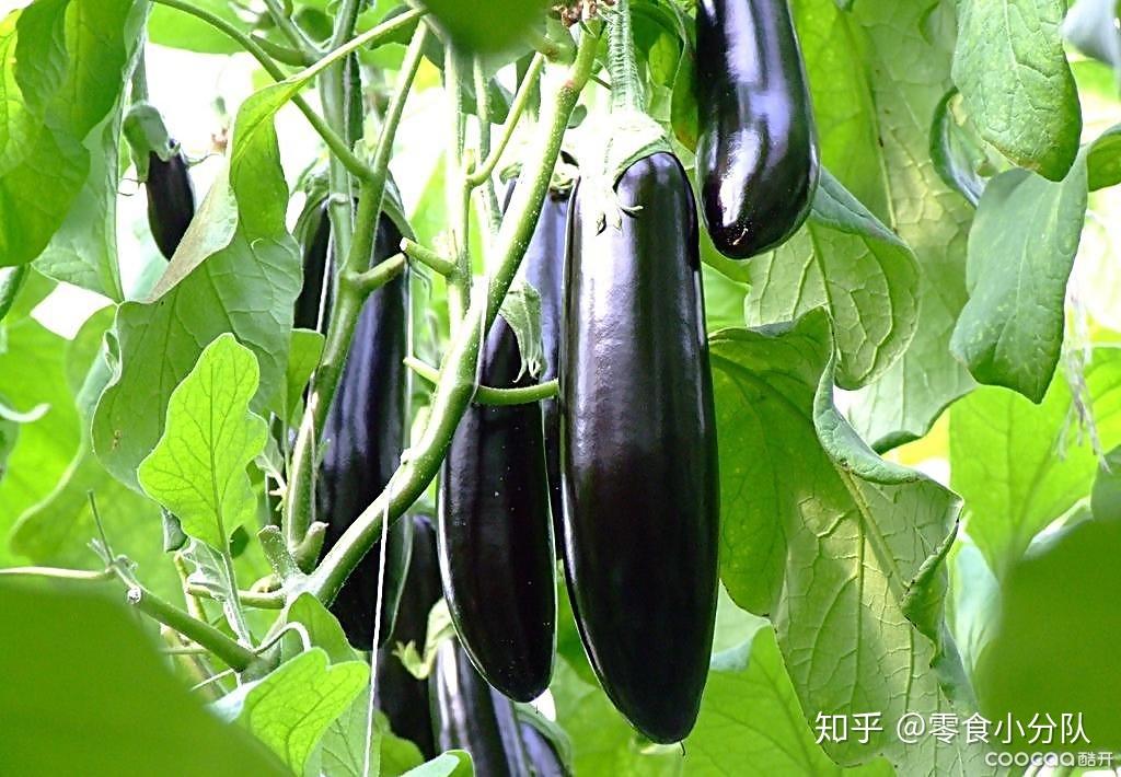 夏日开胃快手菜做法大合集茄子的这5种做法太美味了好吃到停不下来