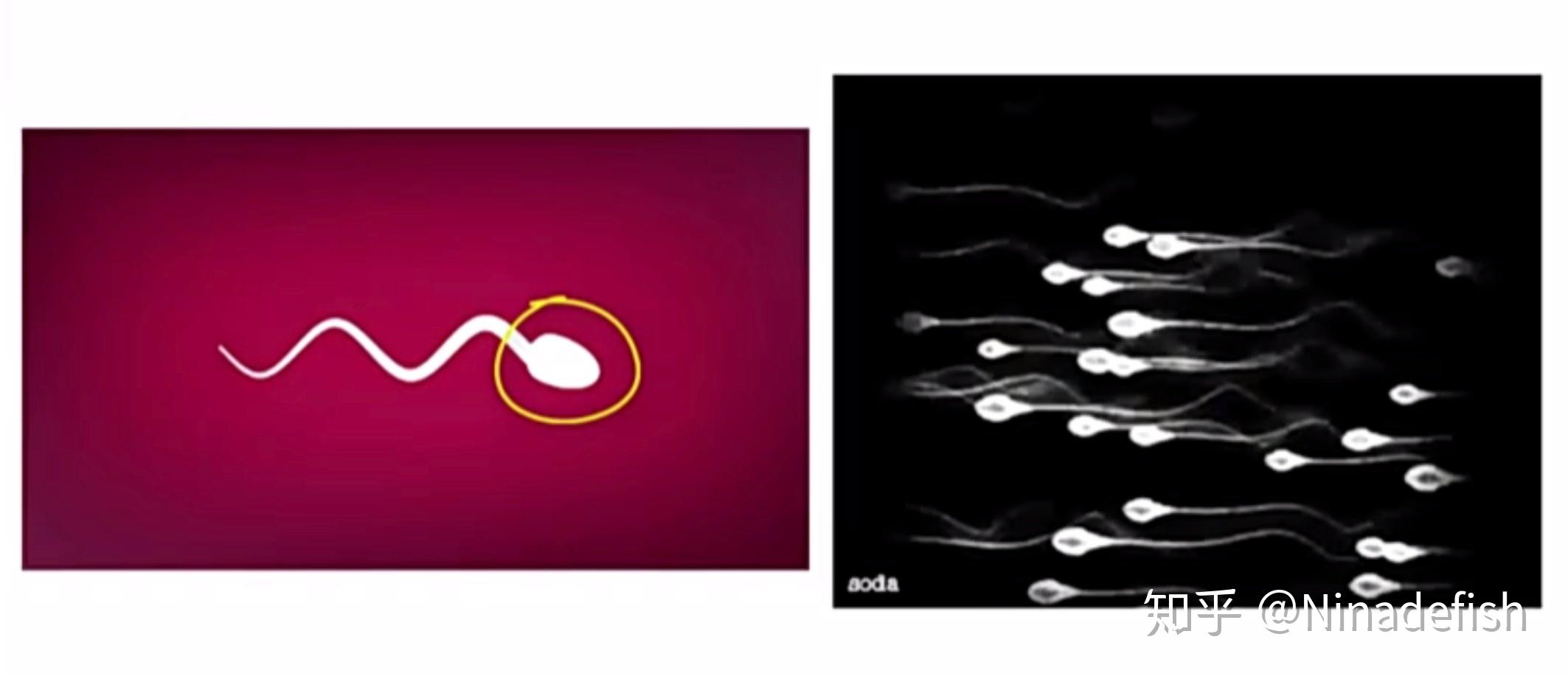 精子的形成过程图-爱医医