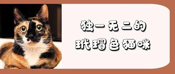 玳瑁猫是被遗弃最多的猫 对繁育人来说可是宝贝 知乎