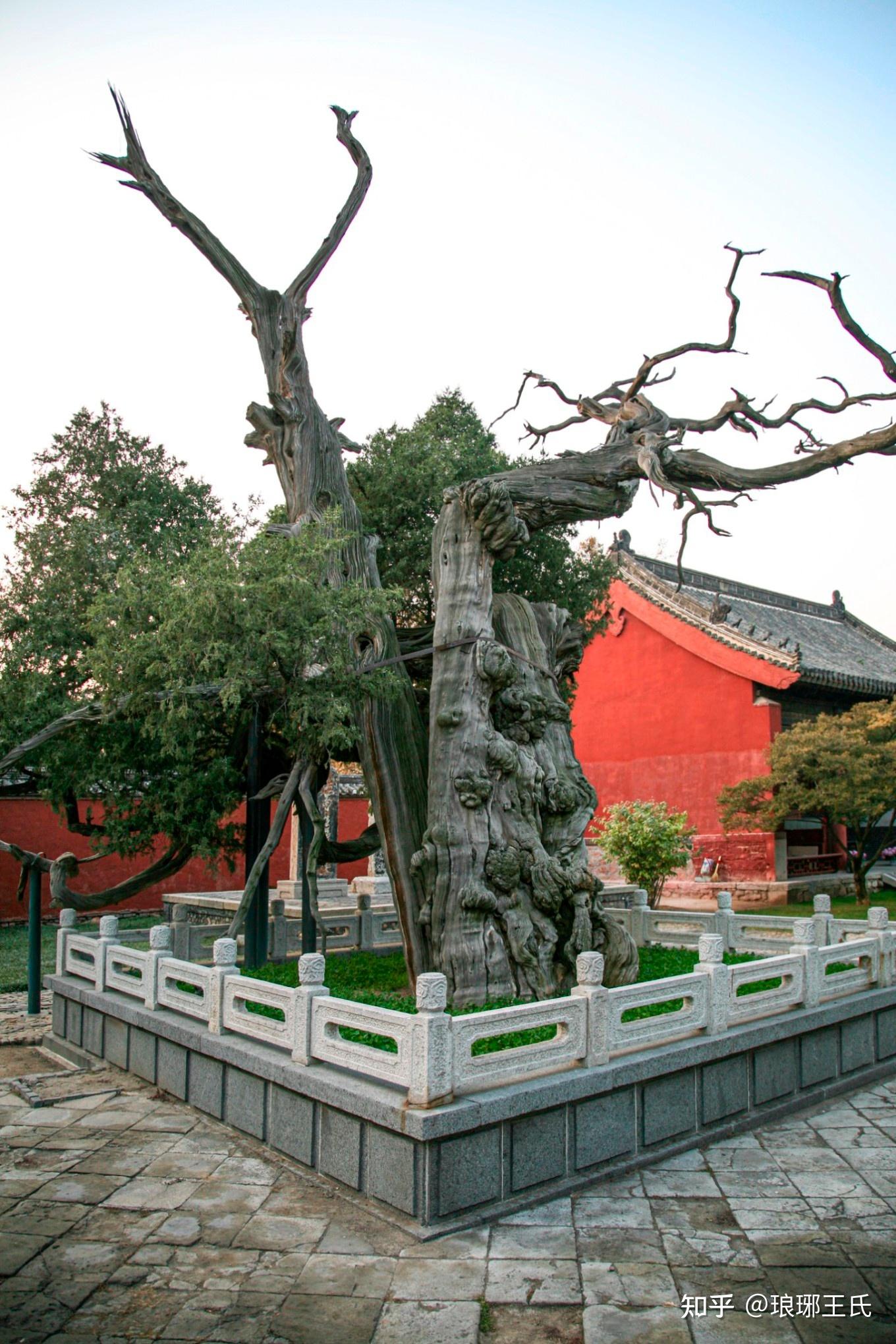 桑塔纳游岱庙之汉柏院