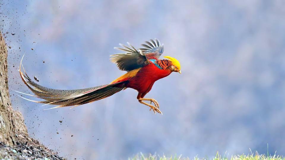 凤凰的生物原型可能是什么? - 知乎