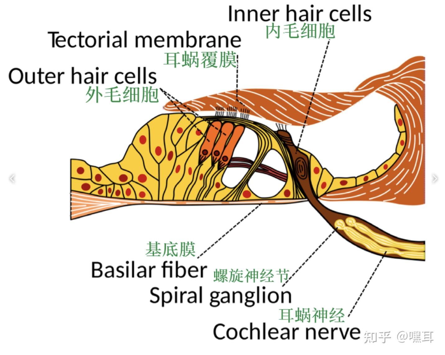 耳蝸毛細胞為什麼分內毛細胞和外毛細胞哪個更重要
