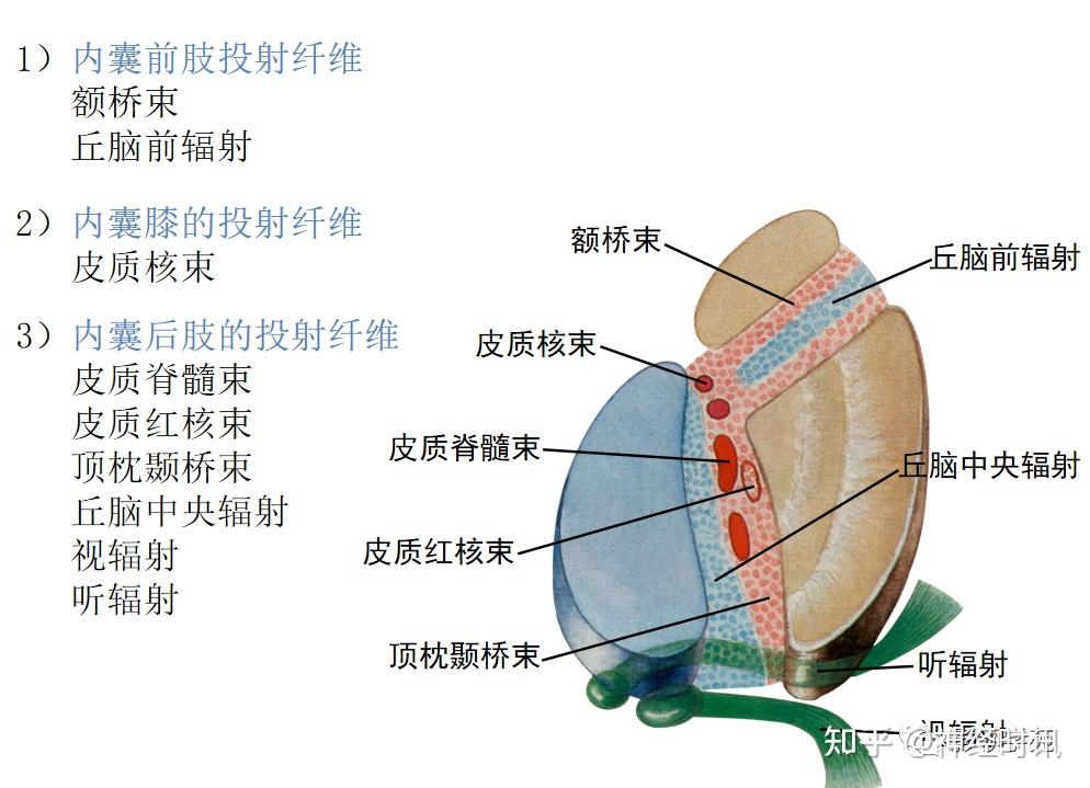 基底节内囊图片